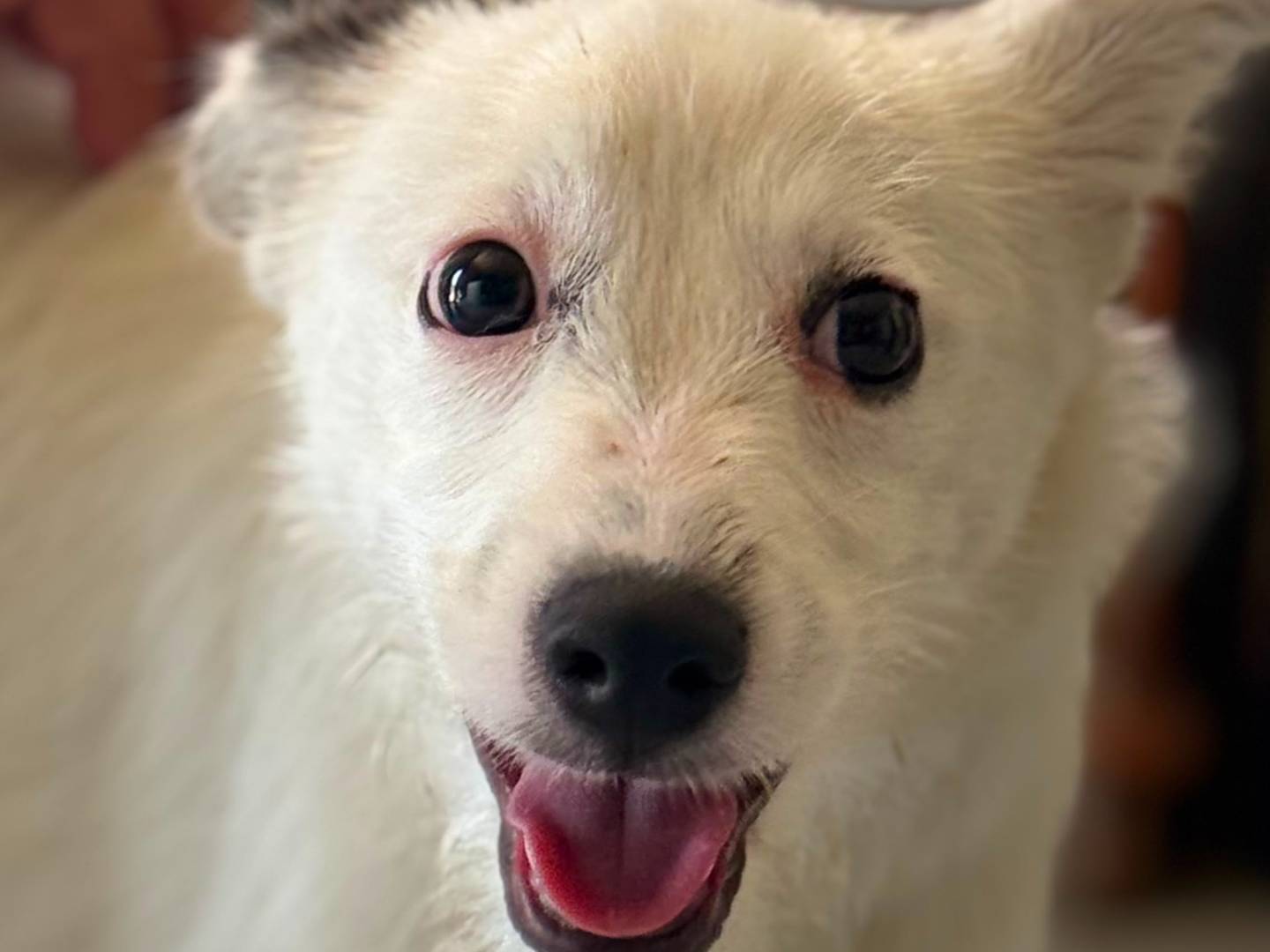 Adotta un cane, taglia media contenuta, maschio, Trapani