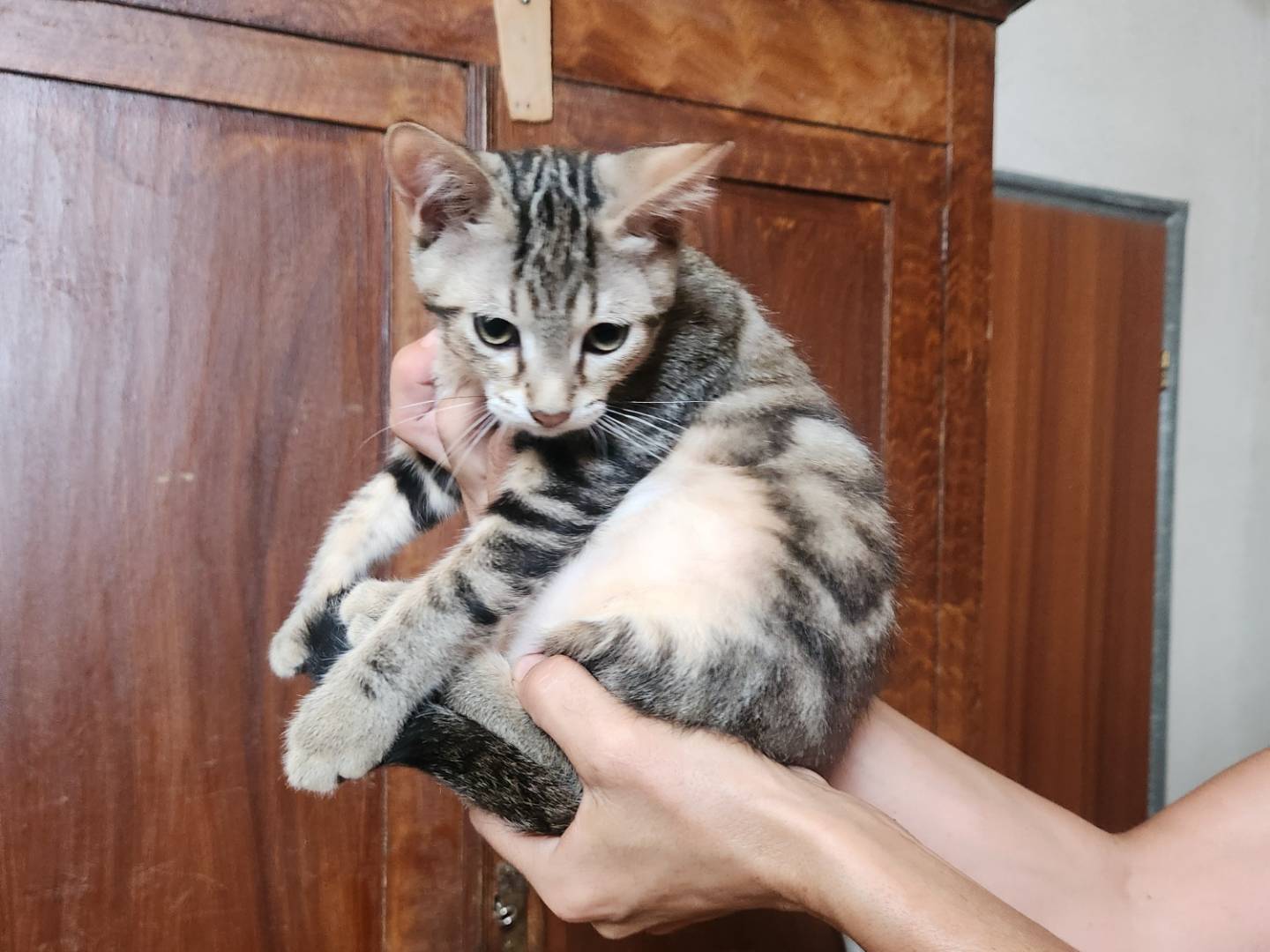Adozione gatto, maschio, Razza sconosciuta Razza sconosciuta, 3 mesi, taglia non valida, Cosenza
