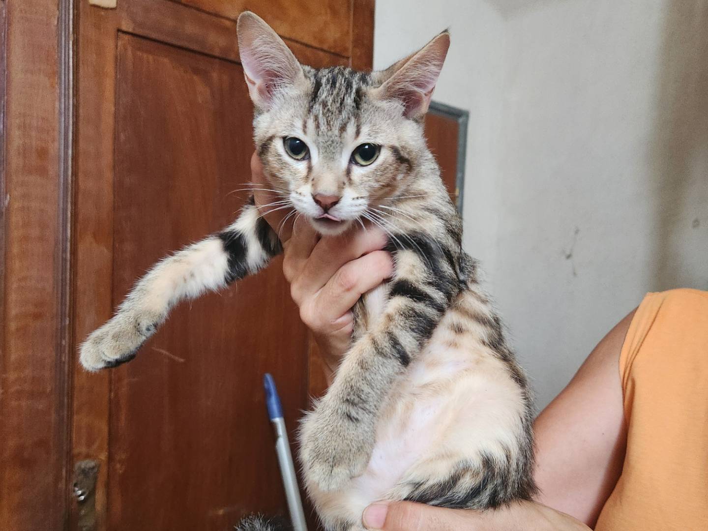 Adotta un gatto, taglia non valida, maschio, Cosenza