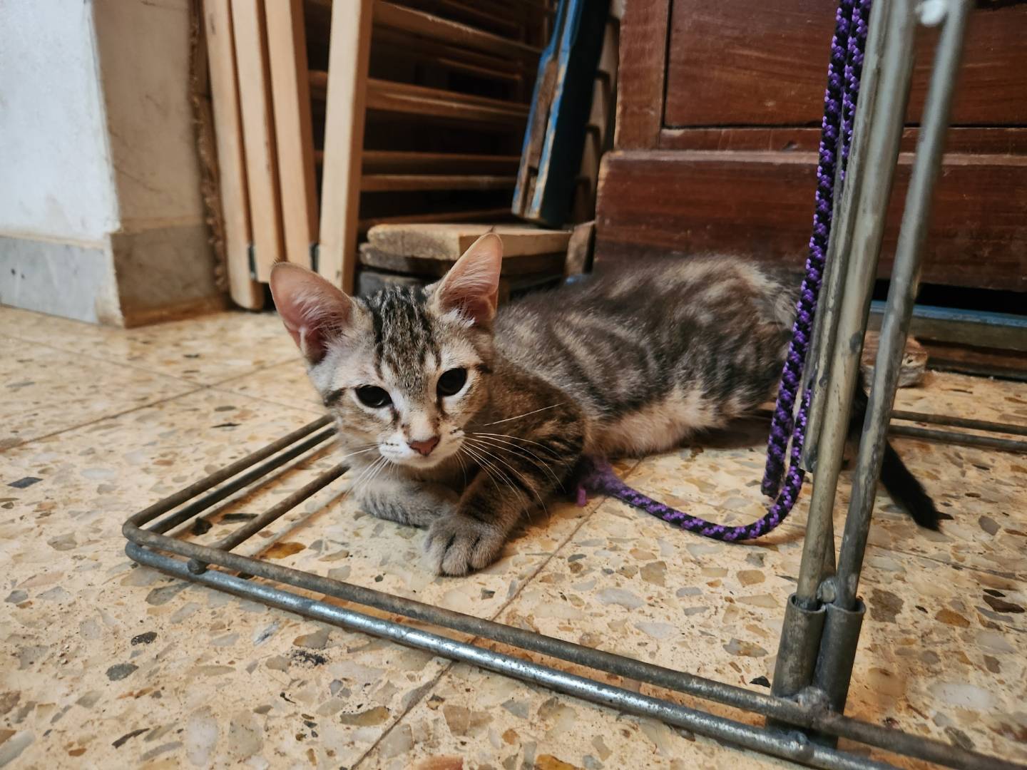Vuoi adottare un gatto a Cosenza?