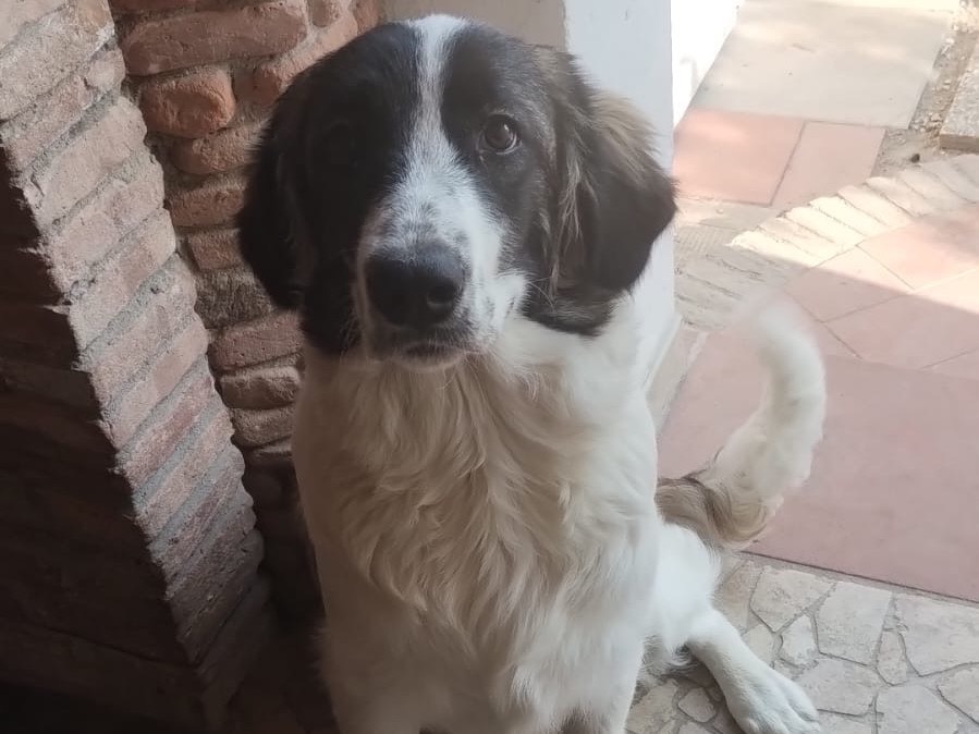 Adozione cane, maschio, Razza sconosciuta Razza sconosciuta, 8 mesi, taglia gigante, Pisa