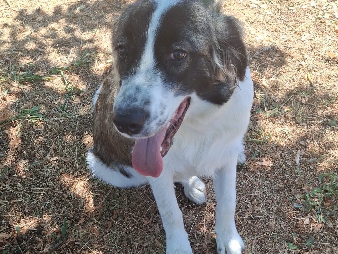 Adotta un cane, taglia gigante, maschio, Pisa