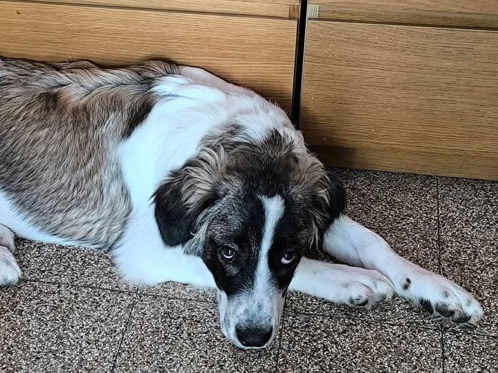 Vuoi adottare un cane a Pisa?