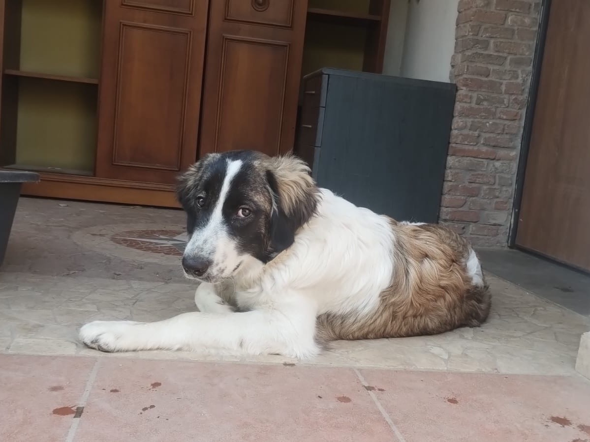 Adotta un cane, maschio, 8 mesi, Pisa