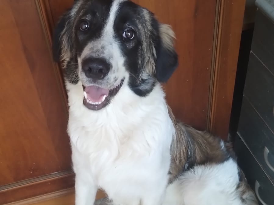 Adotta il cane PEPITO a Pisa