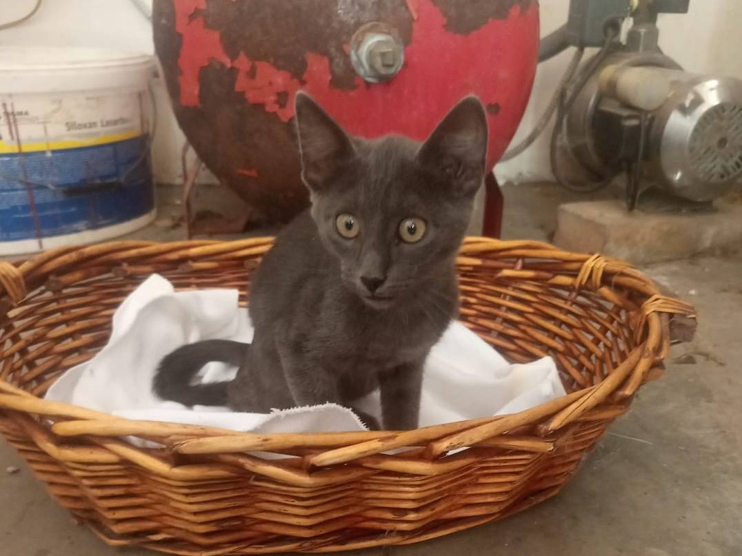 Adozione gatto, maschio, Razza sconosciuta Razza sconosciuta, 4 mesi, taglia non valida, Teramo