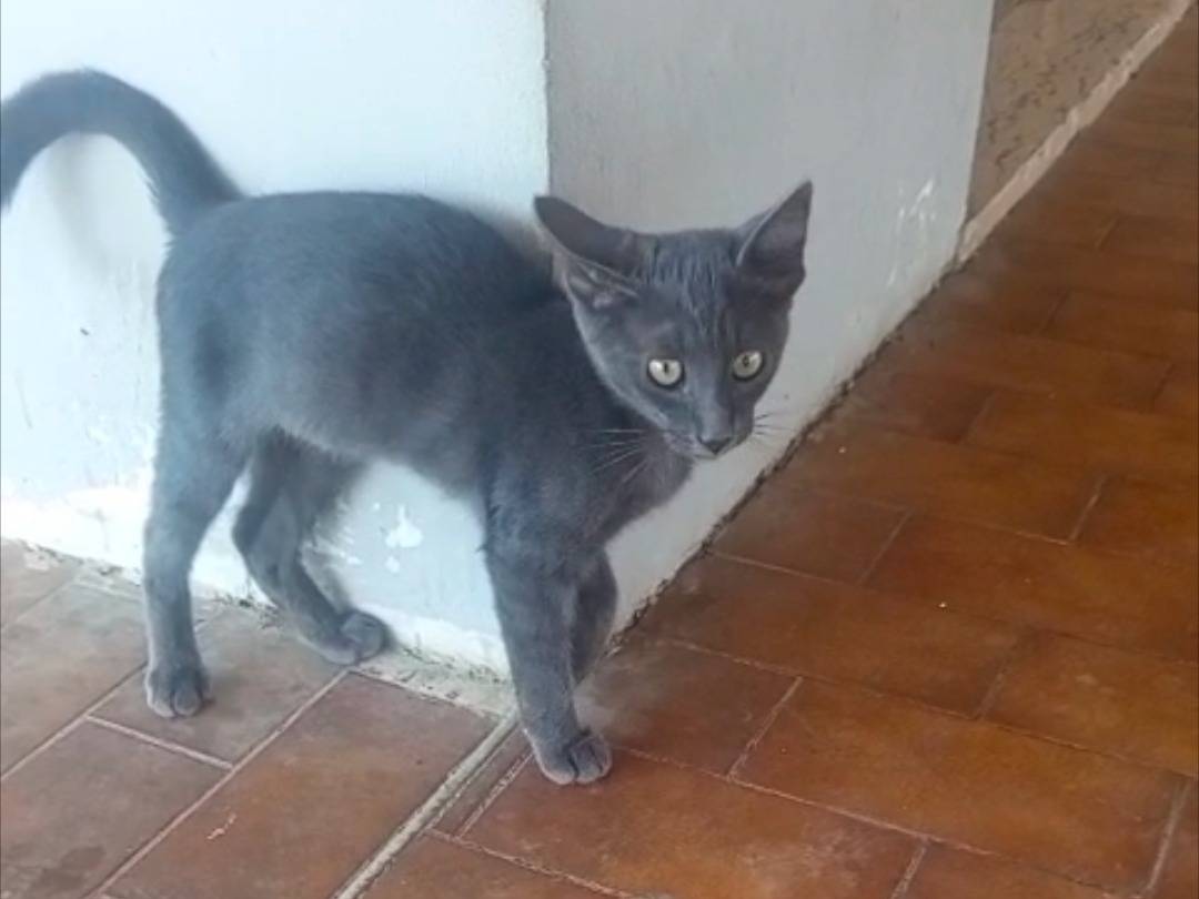 Adotta un gatto, taglia non valida, maschio, Teramo