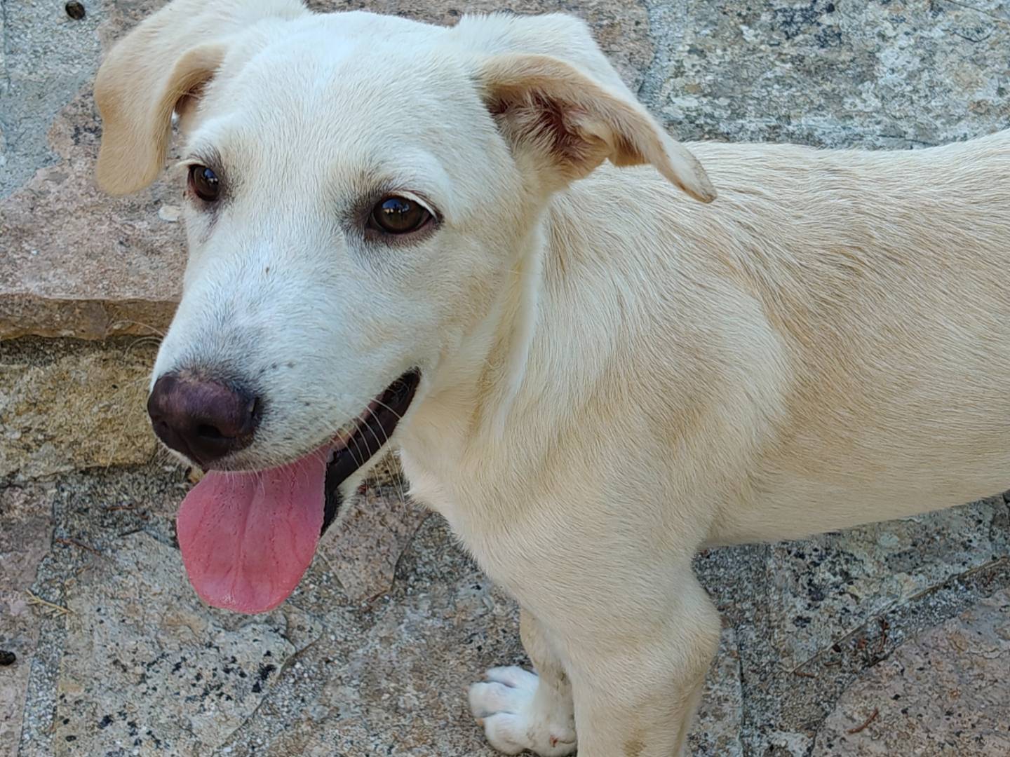 Adotta un cane, maschio, 4 mesi, Asti
