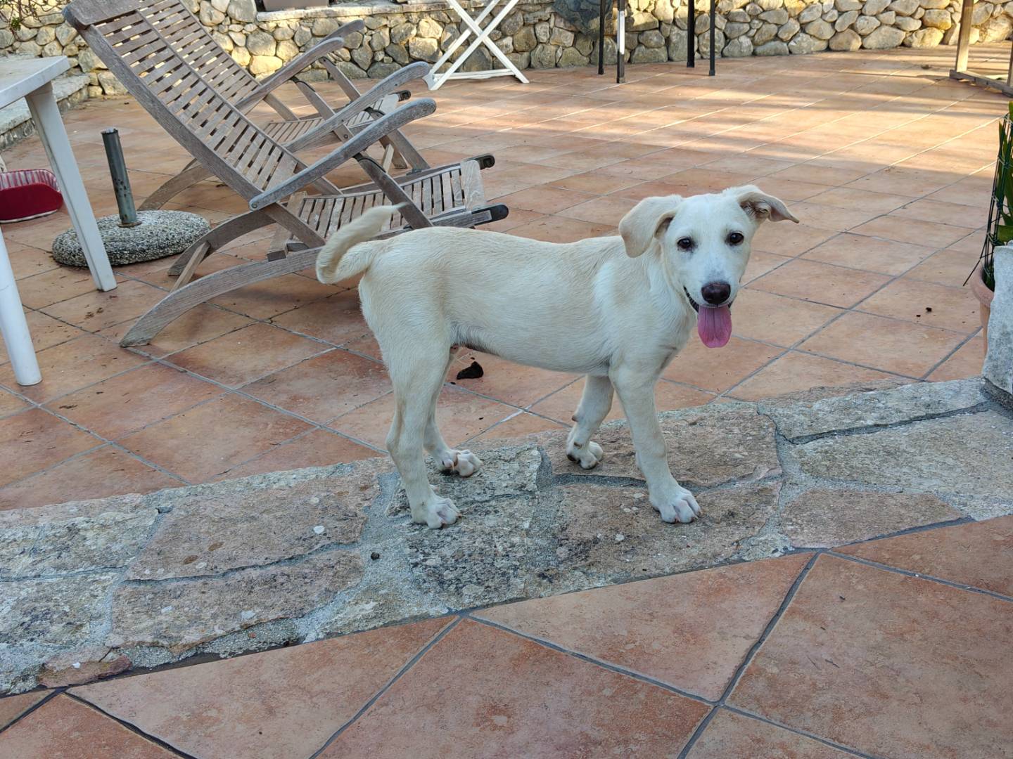 Adotta un cane, taglia media, maschio, Asti