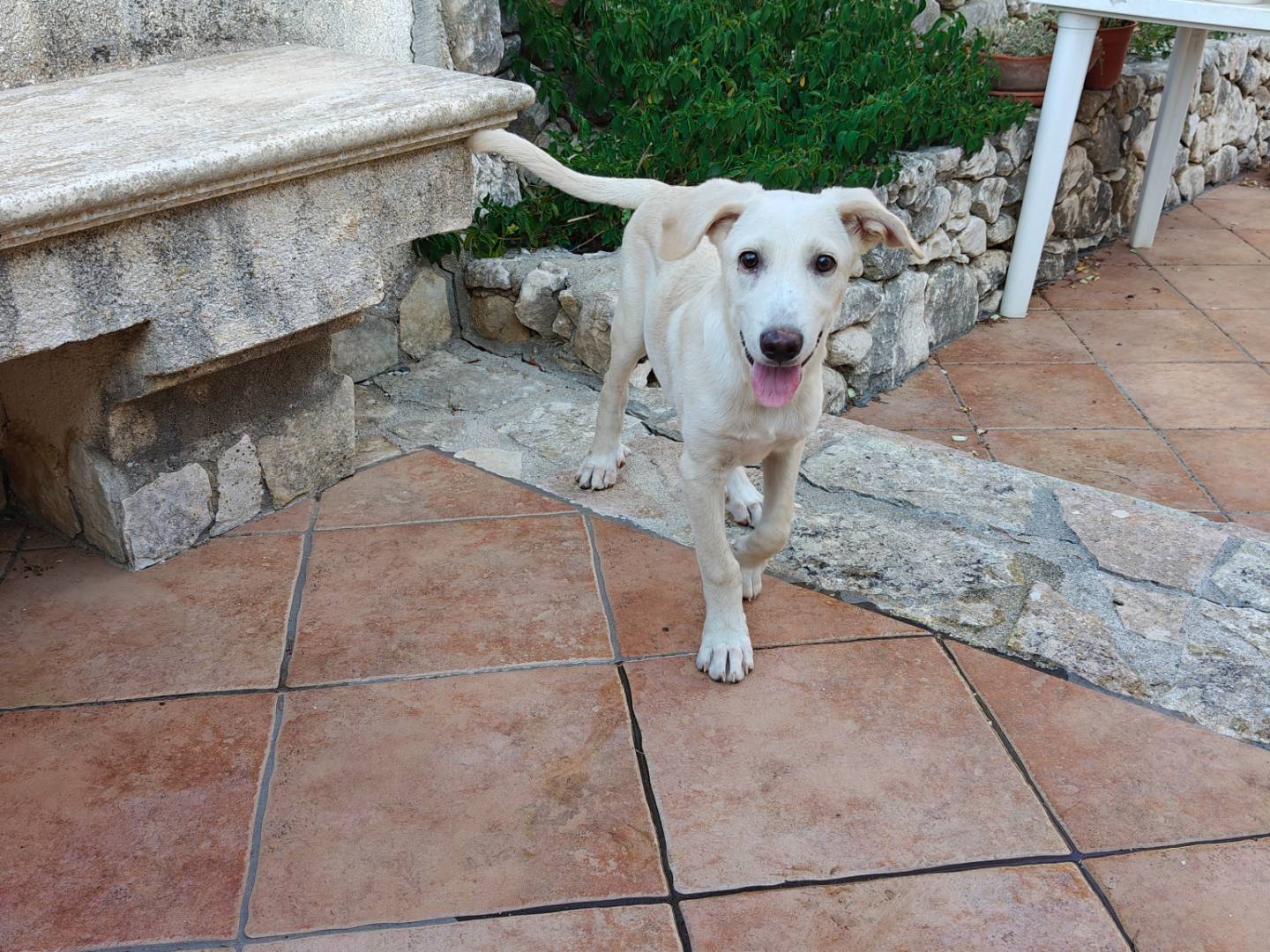 Vuoi adottare un cane a Asti?