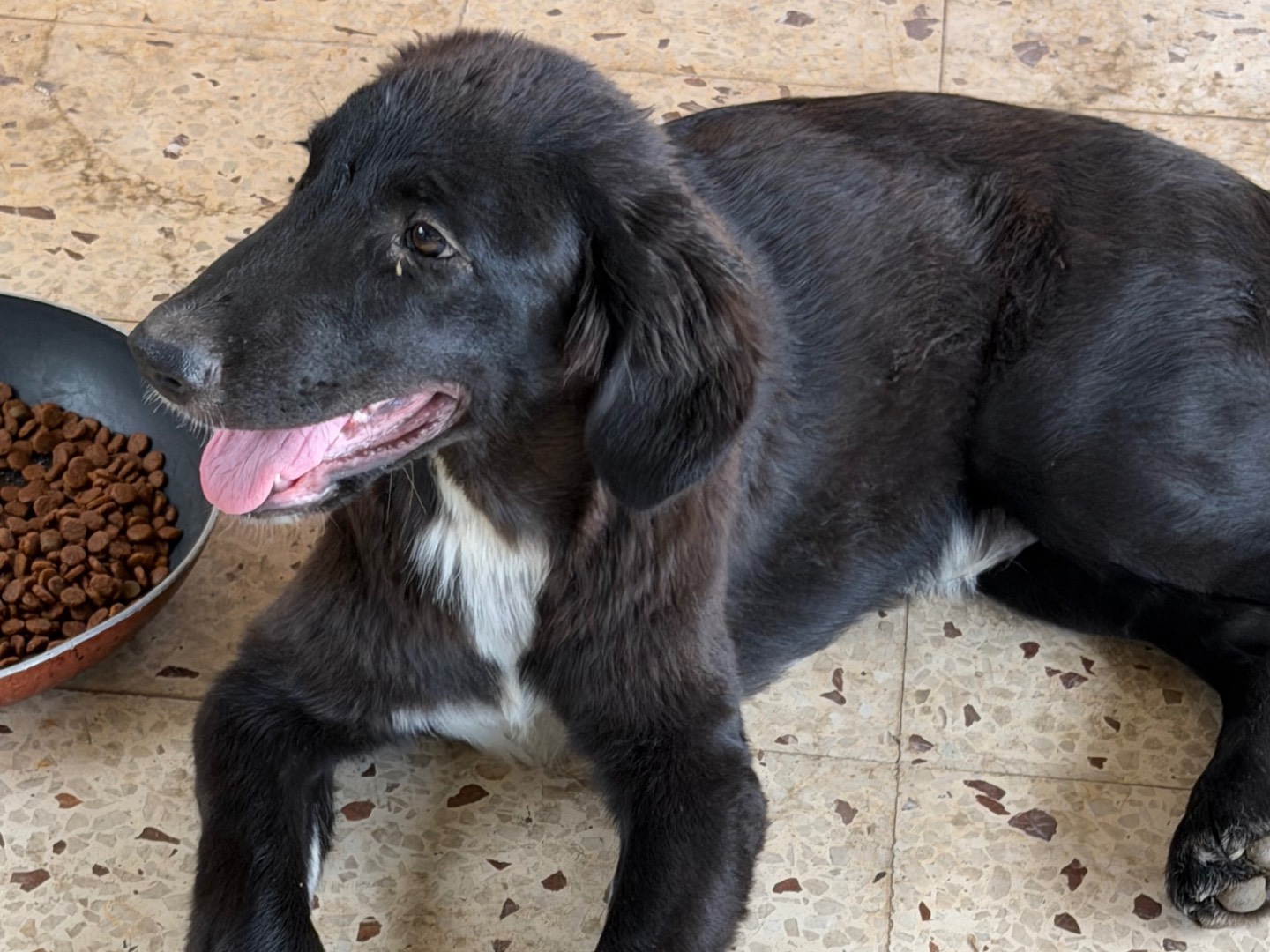 Adotta un cane, maschio, 5 mesi, Enna