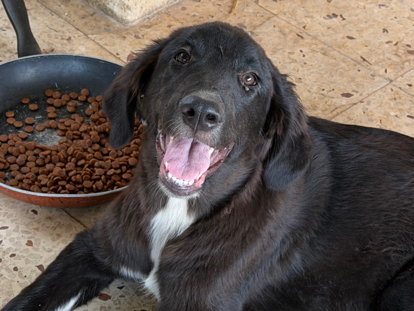 Vuoi adottare un cane a Enna?