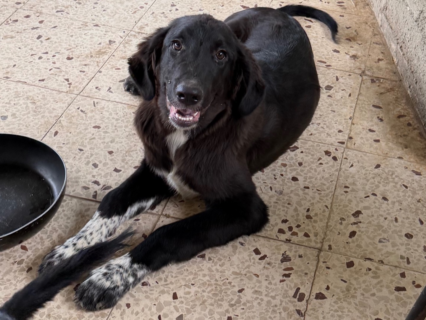 Adotta il cane SAVERIO a Enna