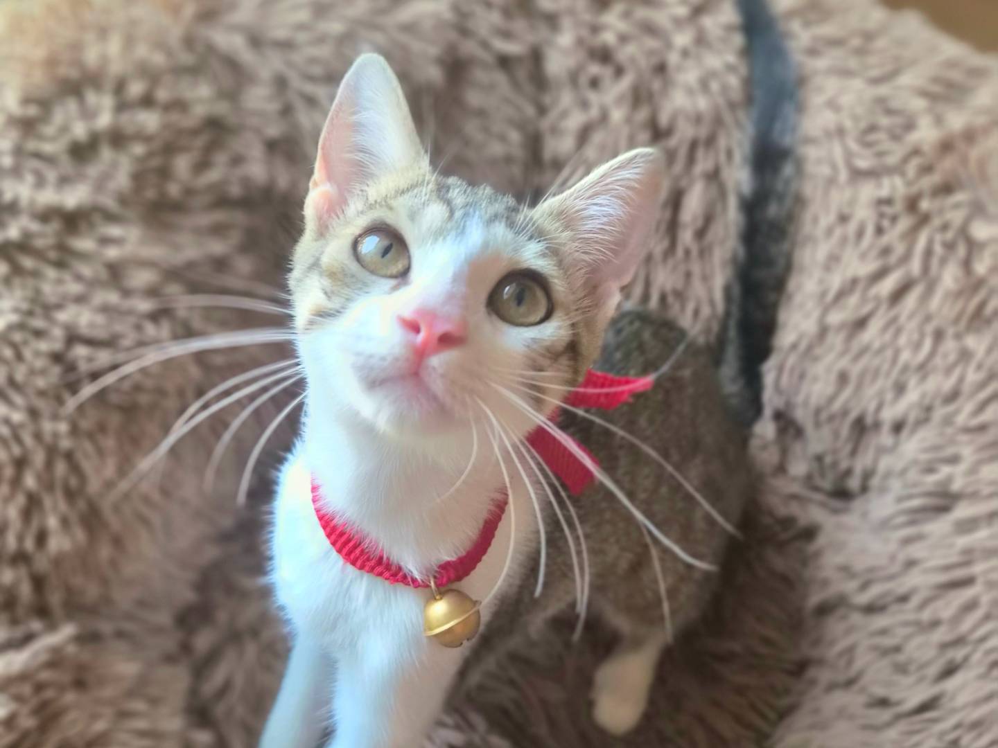 Adotta il gatto Agata  a Caserta