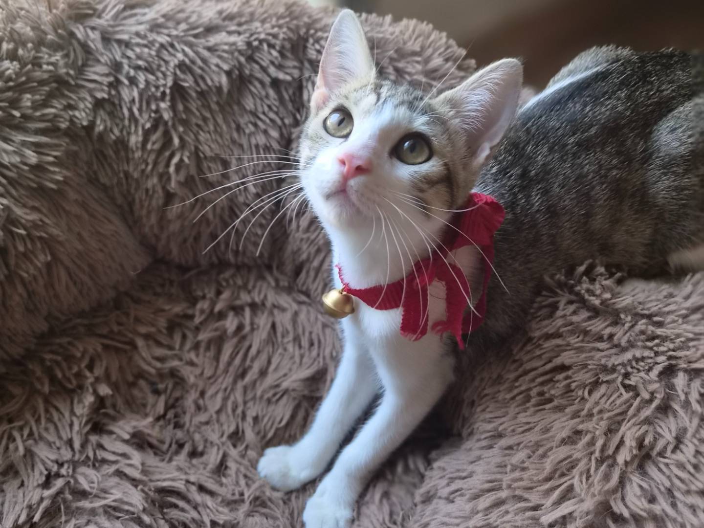 Vuoi adottare un gatto a Caserta?