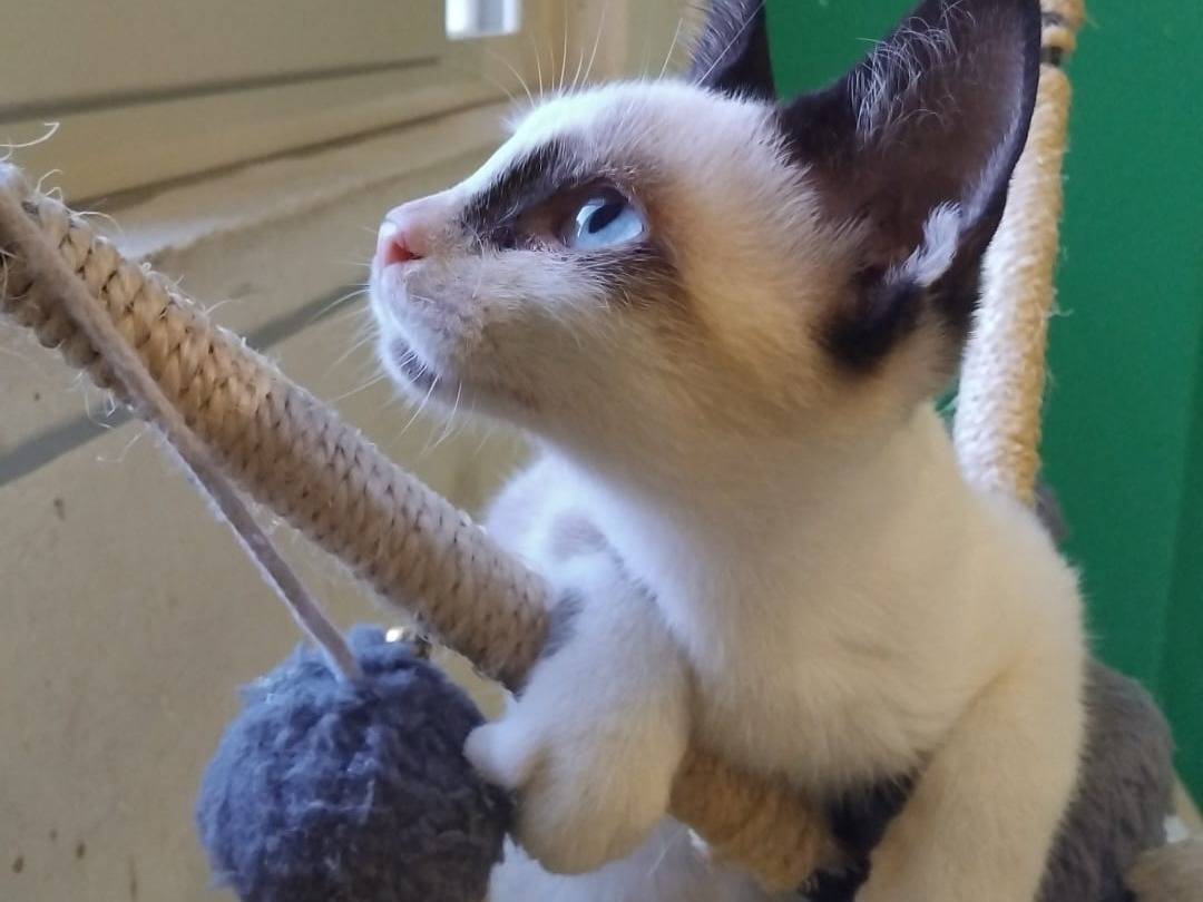 Adotta un gatto, maschio, 3 mesi, Brescia