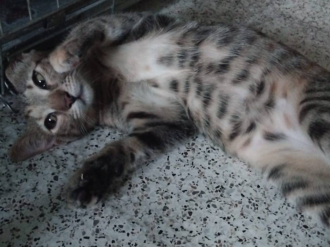 Adotta un gatto, taglia non valida, maschio, Brescia