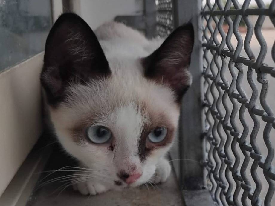 Adotta il gatto Celestino a Brescia