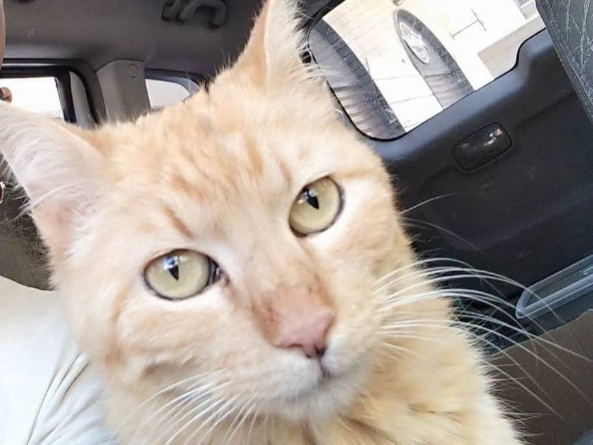 Adozione gatto, femmina, Razza sconosciuta Razza sconosciuta, 2 anni e 7 mesi, taglia non valida, Brescia