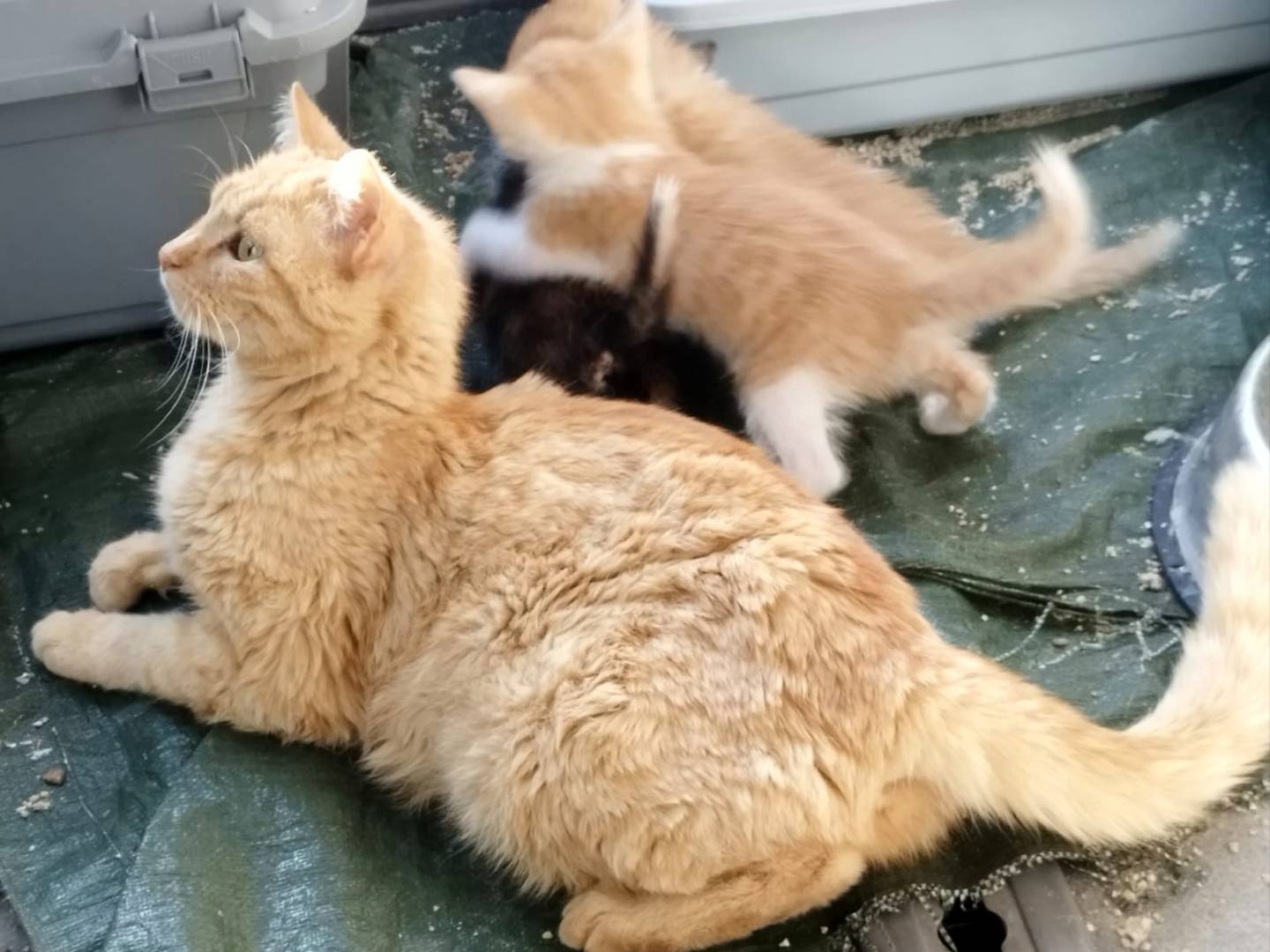 Adotta un gatto, femmina, 2 anni e 7 mesi, Brescia
