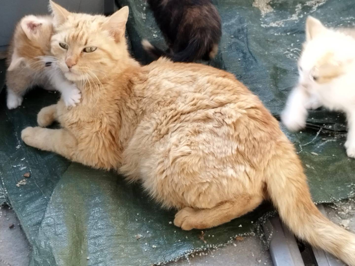 Adotta un gatto, taglia non valida, femmina, Brescia