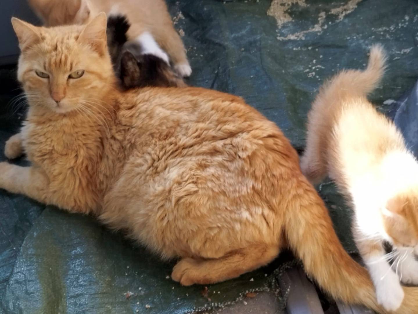 Vuoi adottare un gatto a Brescia?