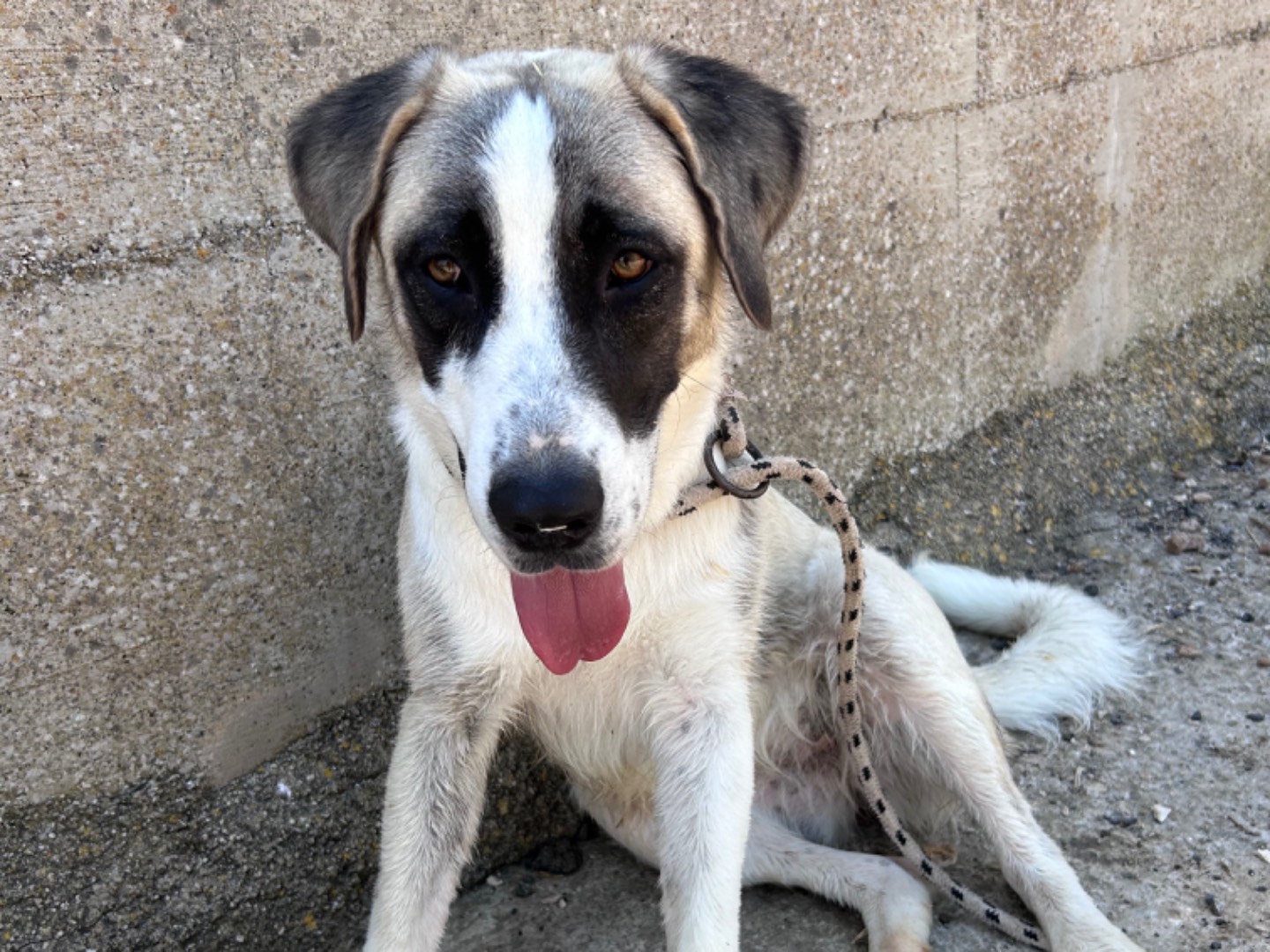 Adozione cane, femmina, Razza sconosciuta Razza sconosciuta, 10 mesi, taglia grande, Trapani