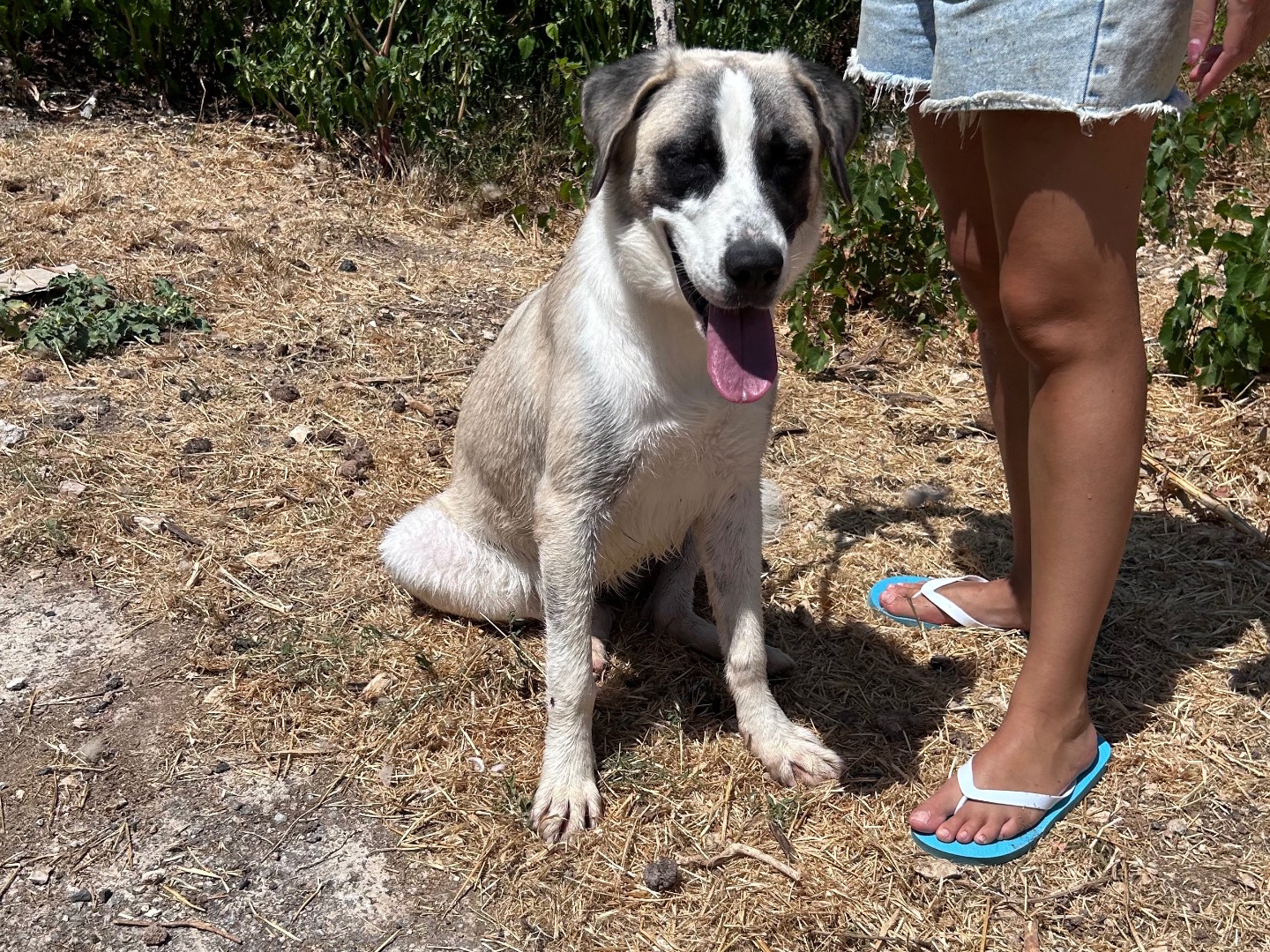 Adotta un cane, femmina, 10 mesi, Trapani