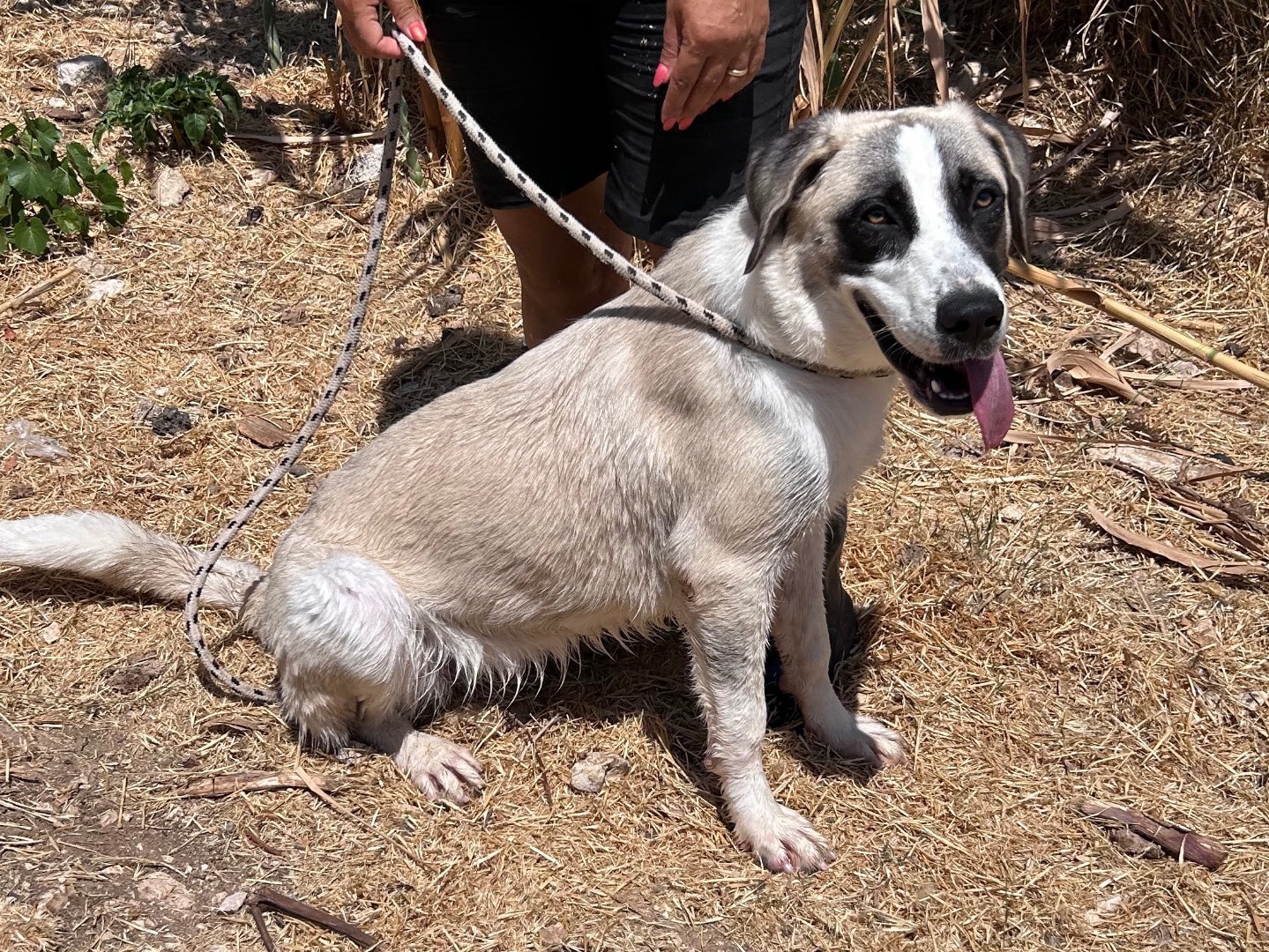 Adotta un cane, taglia grande, femmina, Trapani