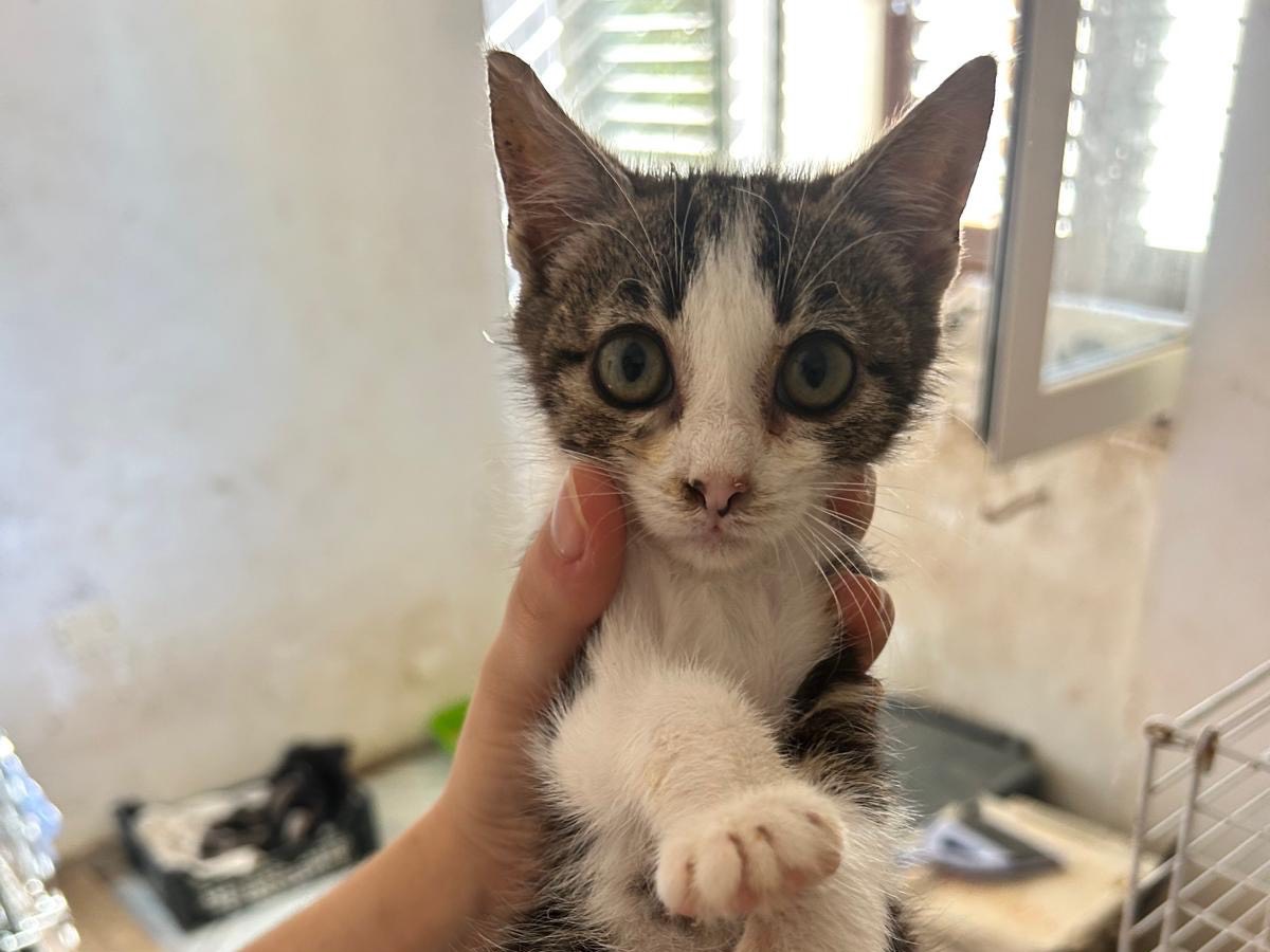 Adozione gatto, maschio, Razza sconosciuta Razza sconosciuta, 3 mesi, taglia non valida, Teramo