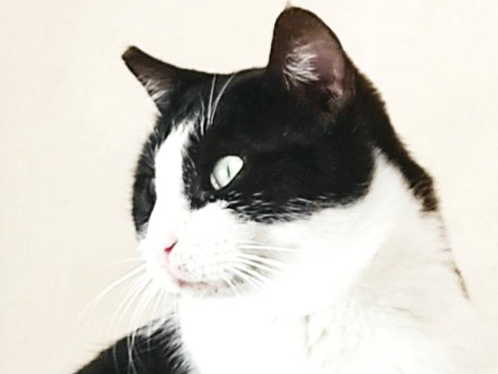 Adotta un gatto, maschio, 1 anno e 6 mesi, Milano