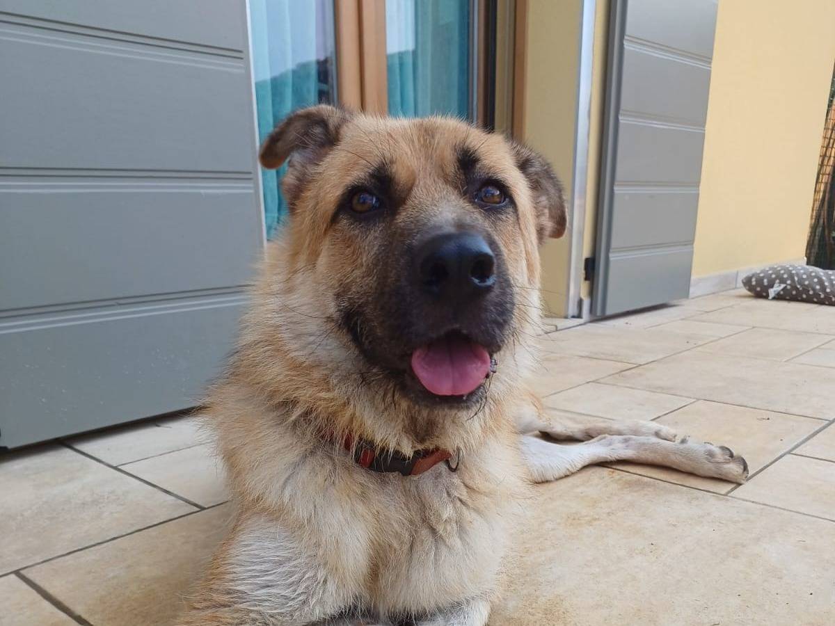 Adozione cane, maschio, Razza sconosciuta Razza sconosciuta, 7 anni e 7 mesi, taglia gigante, Mantova