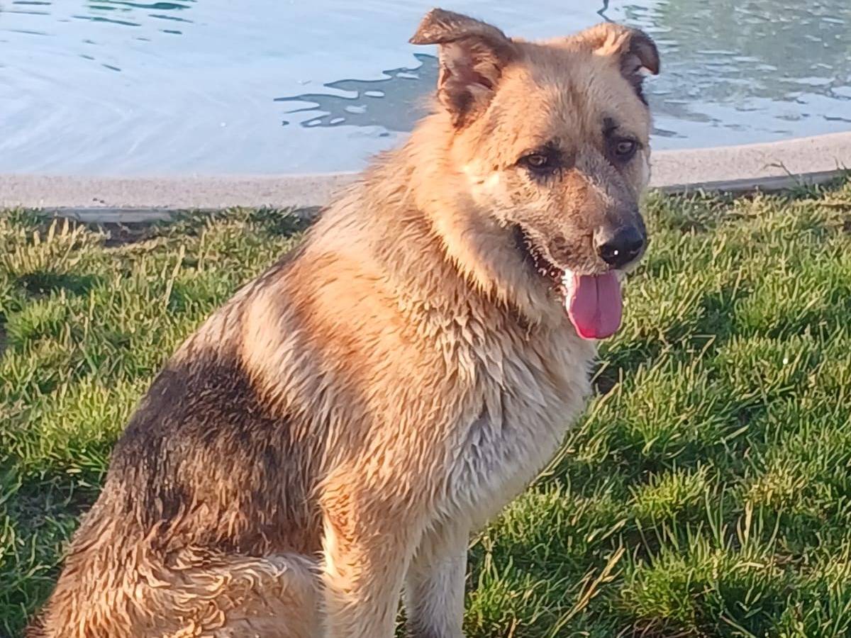 Adotta un cane, maschio, 7 anni e 7 mesi, Mantova