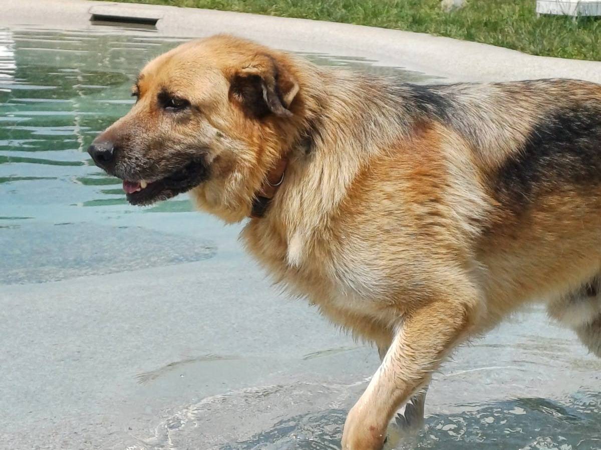 Adotta un cane, taglia gigante, maschio, Mantova
