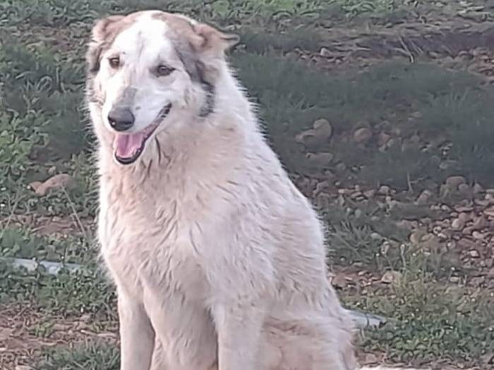Adotta un cane, femmina, 7 anni, Mantova
