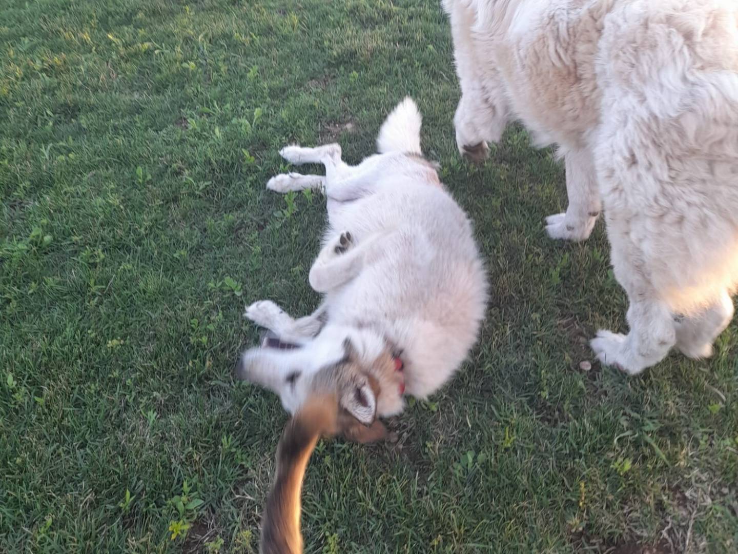 Vuoi adottare un cane a Mantova?