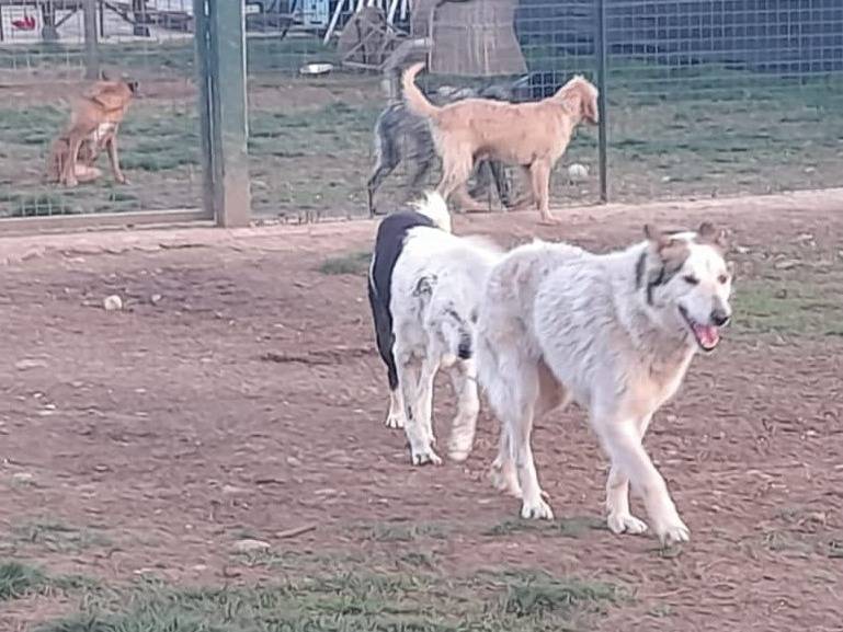 Adotta il cane Huskina a Mantova