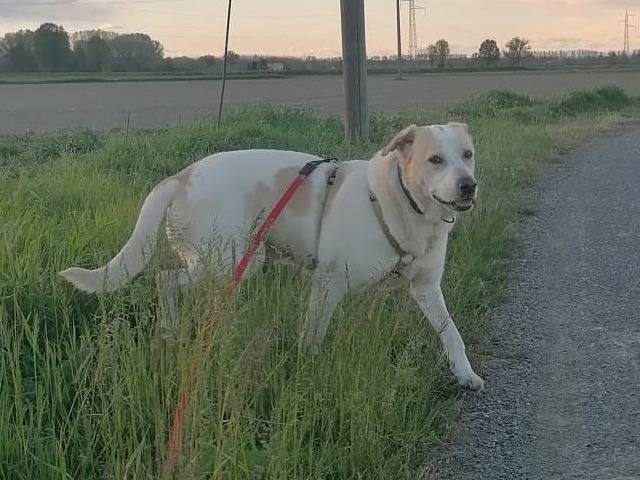 Adozione cane, maschio, Razza sconosciuta Razza sconosciuta, 8 anni e 1 mese, taglia media, Pavia