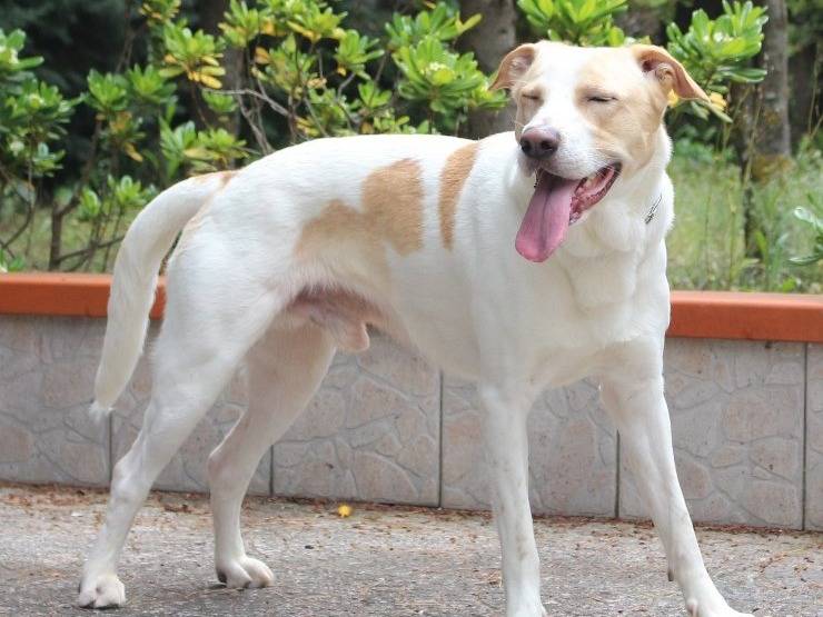 Adotta un cane, taglia media, maschio, Pavia