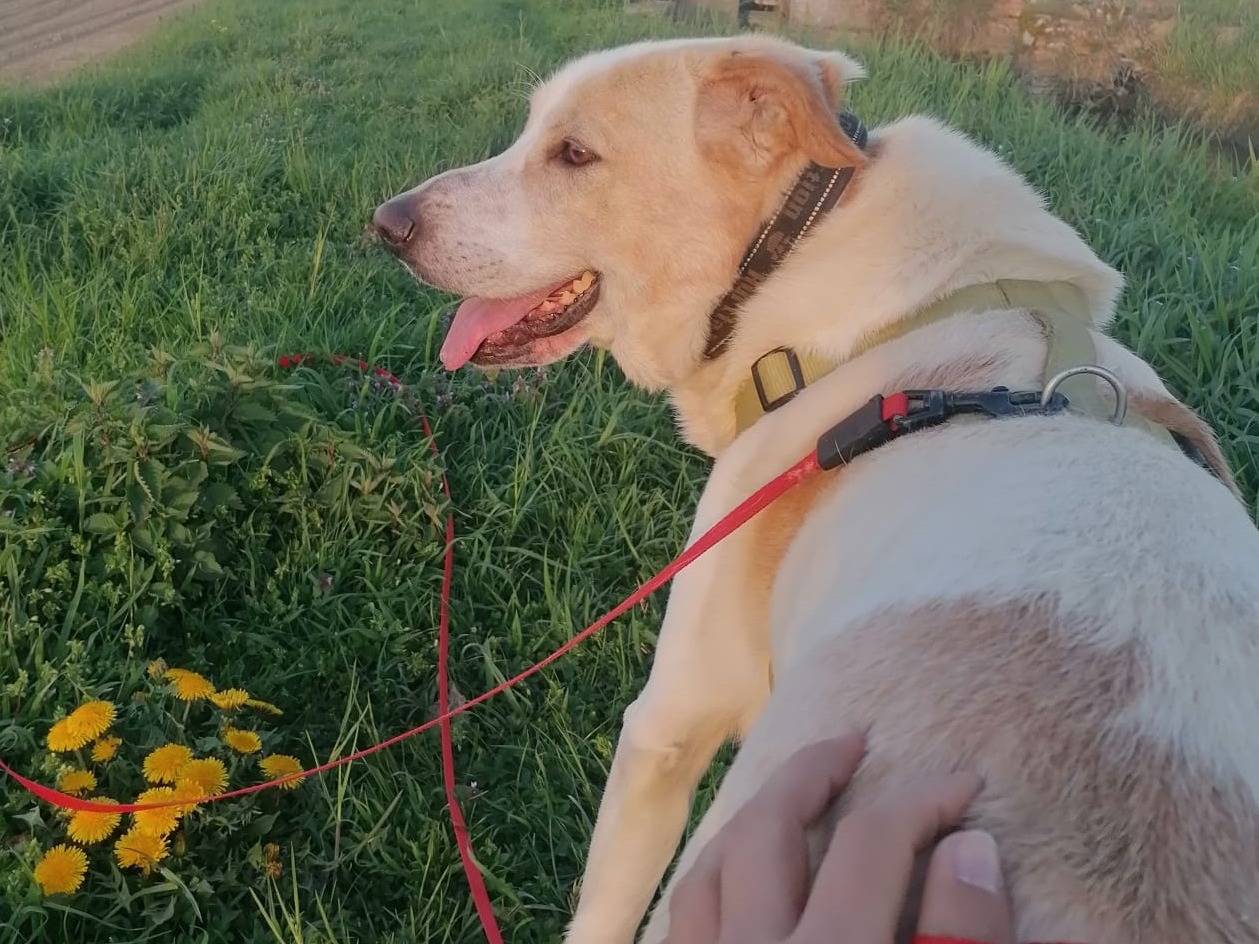 Vuoi adottare un cane a Pavia?