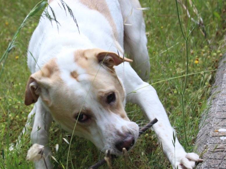 Adotta il cane TOBY a Pavia