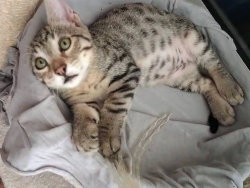 Adotta il gatto Giulius  a Bari