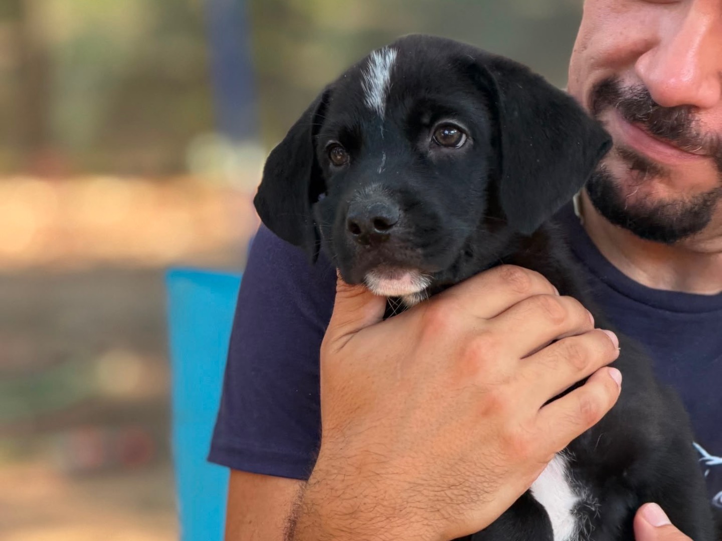Adozione cane, maschio, Razza sconosciuta Razza sconosciuta, 3 mesi, taglia media, Milano