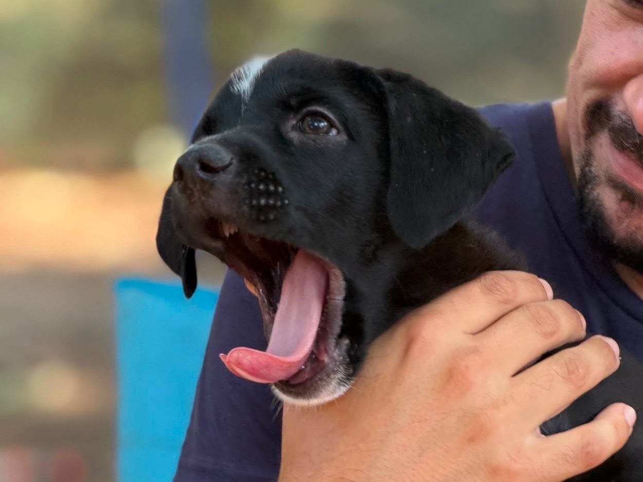 Adotta un cane, maschio, 3 mesi, Milano
