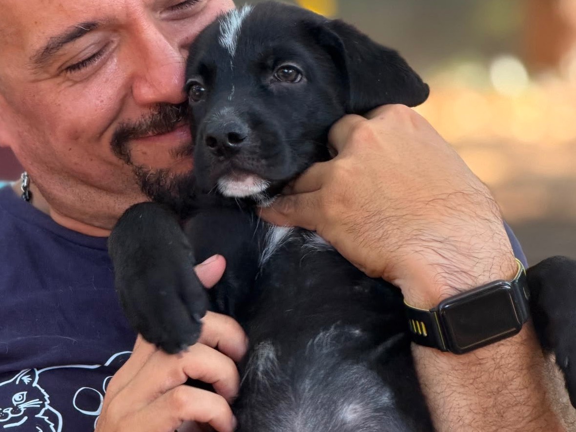 Adotta un cane, taglia media, maschio, Milano