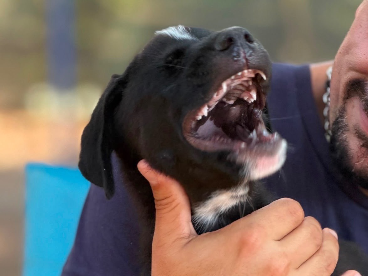 Vuoi adottare un cane a Milano?