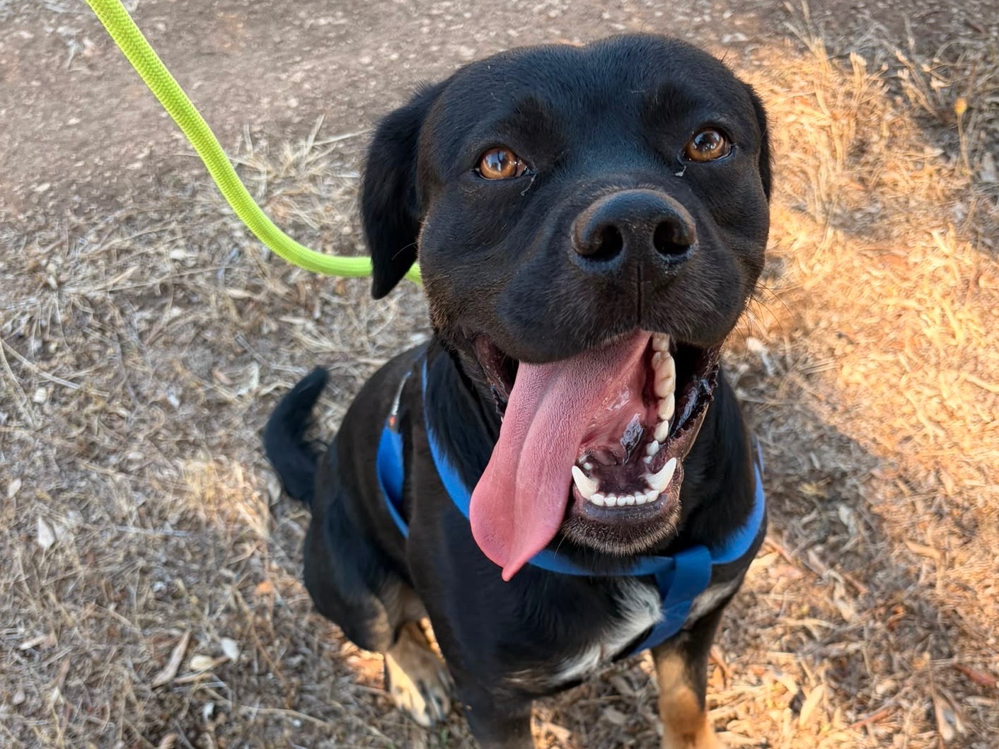 Adozione cane, maschio, Rottweiler Razza sconosciuta, 1 anno e 6 mesi, taglia media, Taranto