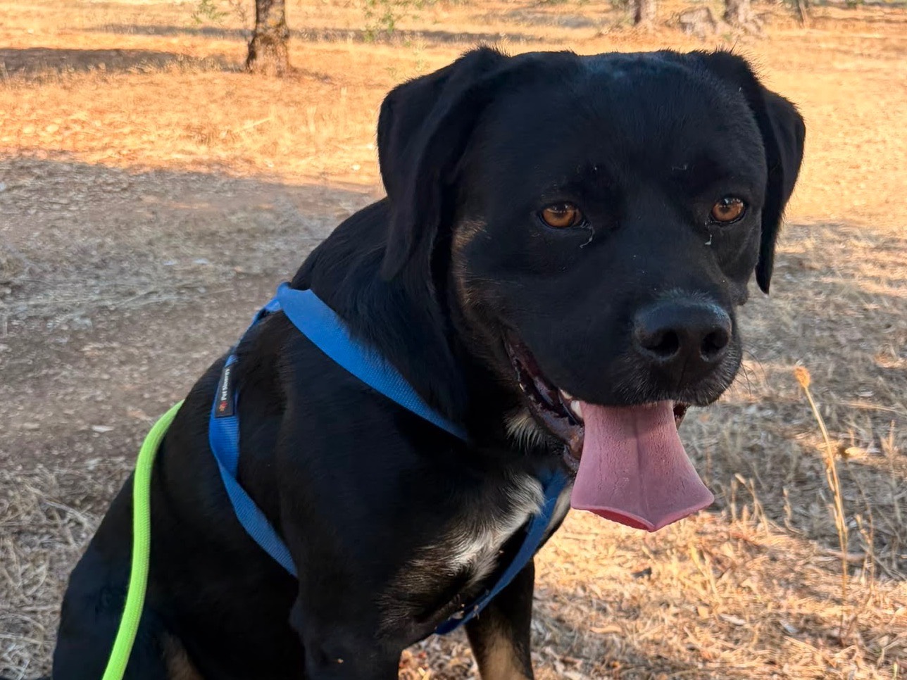 Adotta un cane, maschio, 1 anno e 6 mesi, Taranto