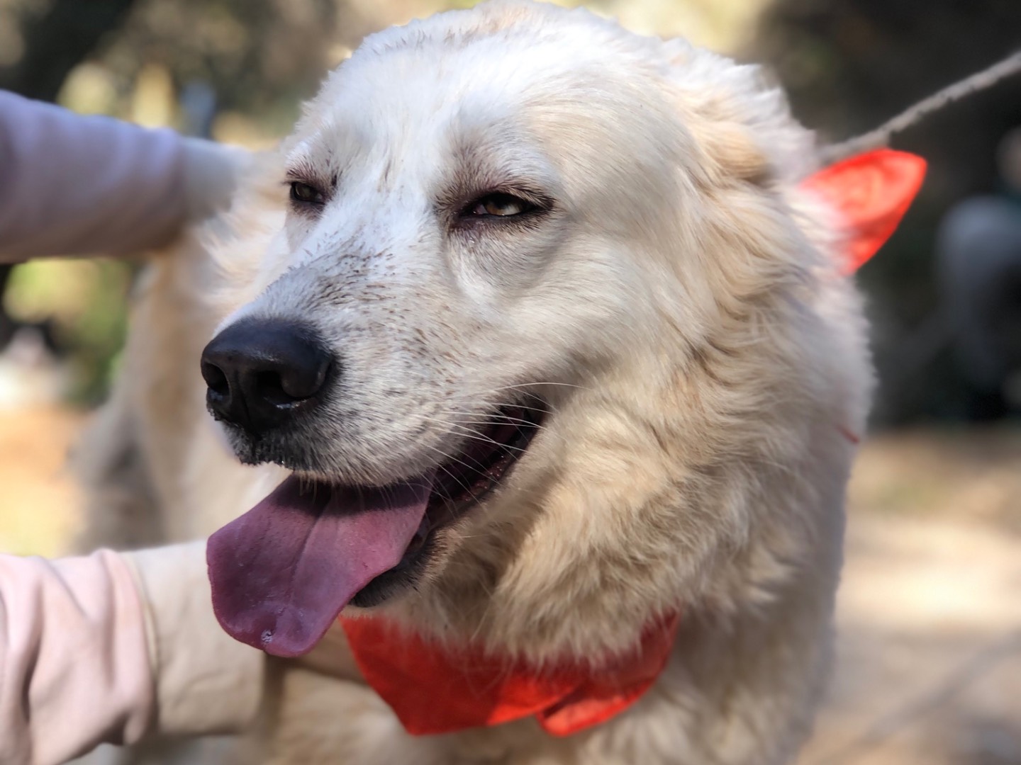 Adozione cane, femmina, Razza sconosciuta Razza sconosciuta, 5 anni e 5 mesi, taglia grande, Latina