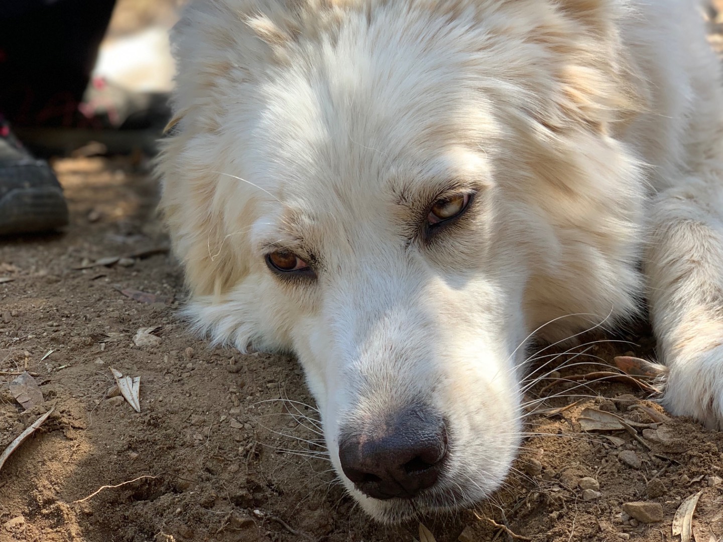 Adotta un cane, femmina, 5 anni e 5 mesi, Latina